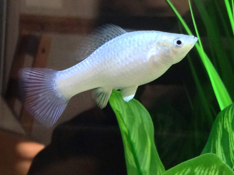 Моллинезия мраморная оранжевохвостая