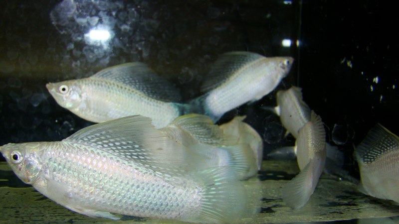 Пецилия Сансет неоновая