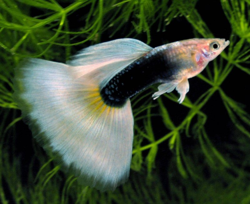 Пецилия дисковая красная