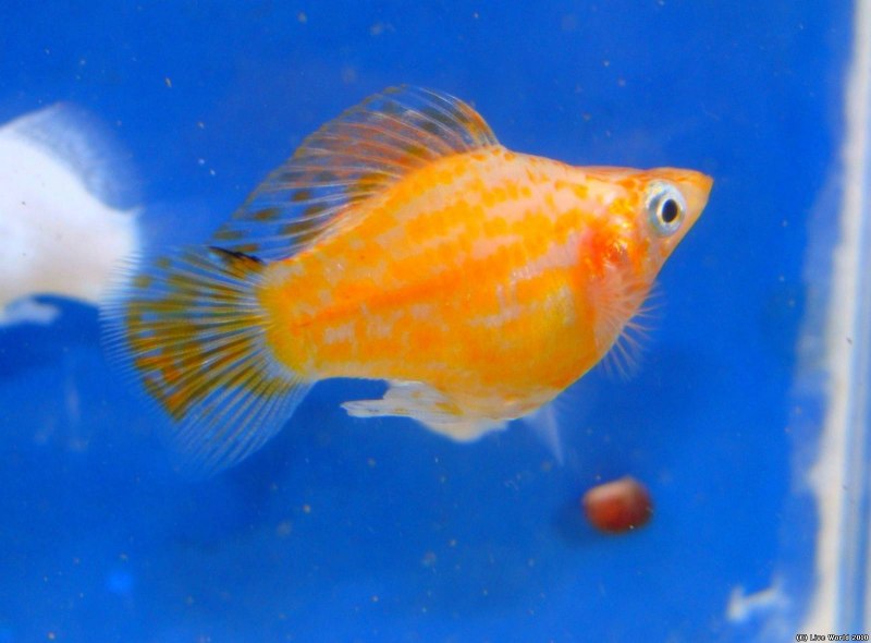 Моллинезия Молли