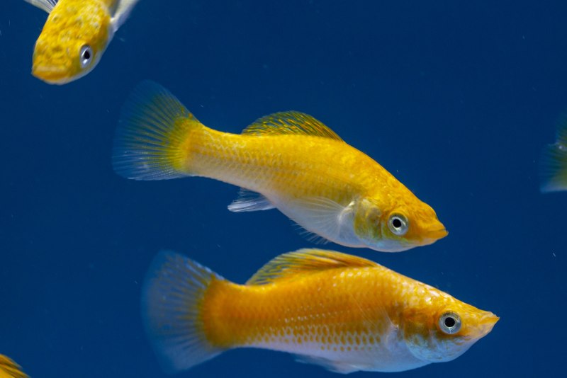 Моллинезия Велифера Снежинка