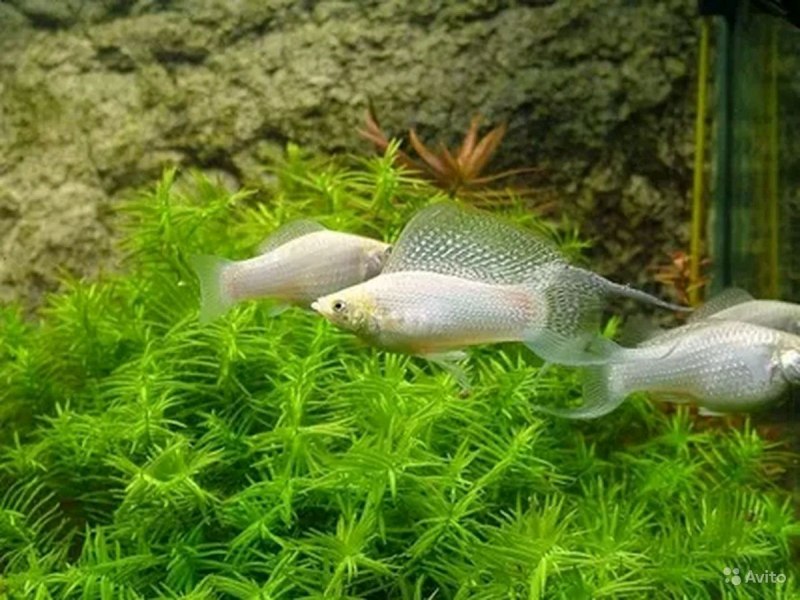 Моллинезия альбинос