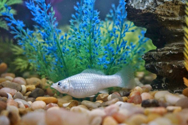 Моллинезия Снежинка аквариумная рыбка