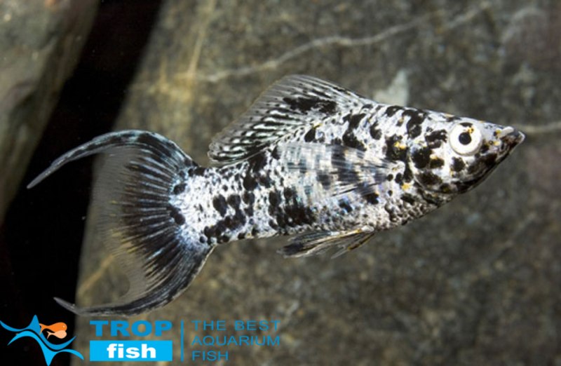 Чёрная Молли (Моллинезия)