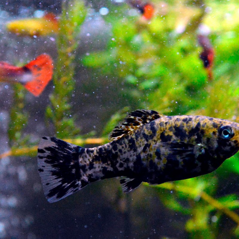 Моллинезия Золотая лирохвостая