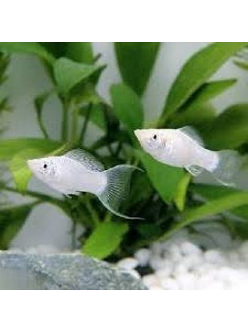 Моллинезия Велифера белая