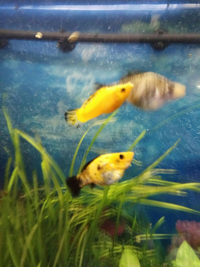 Моллинезия Далматин