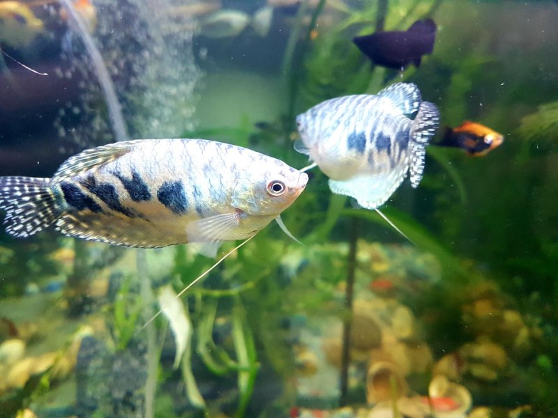 Моллинезия баллон Золотая