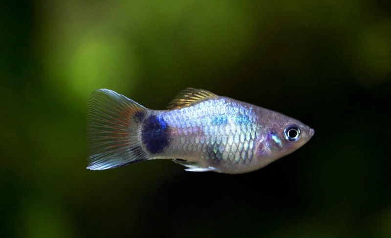 Моллинезия черно-Золотая лирохвостая