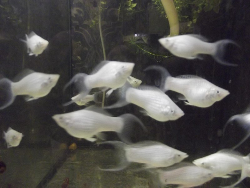 Моллинезия Велифера Снежинка