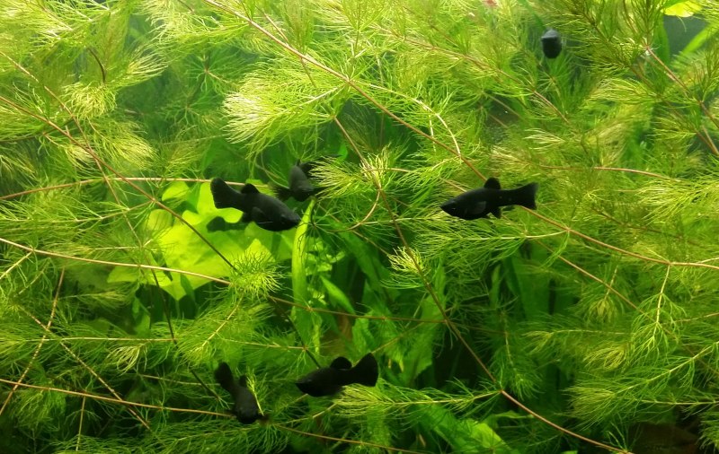 Чёрная Молли (Моллинезия)