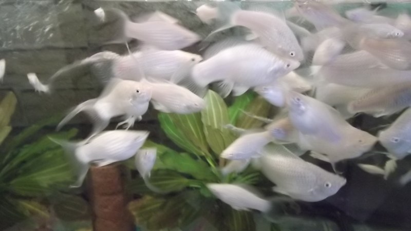 Моллинезия аквариумная рыбка мальки