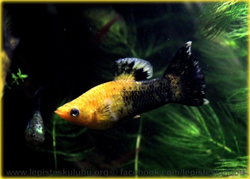 Моллинезия аквариумная рыбка