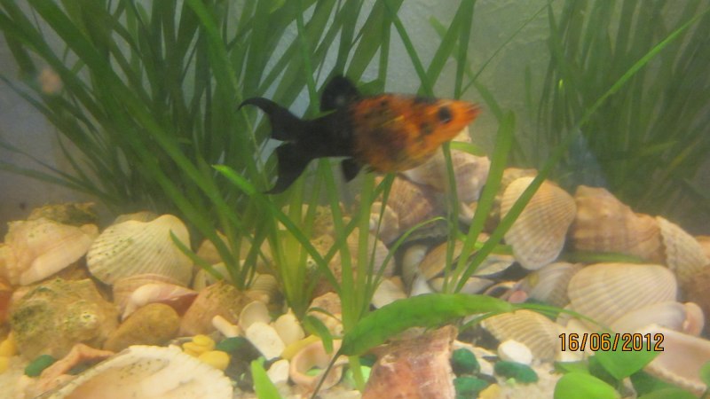 Моллинезия мраморная лирохвостая