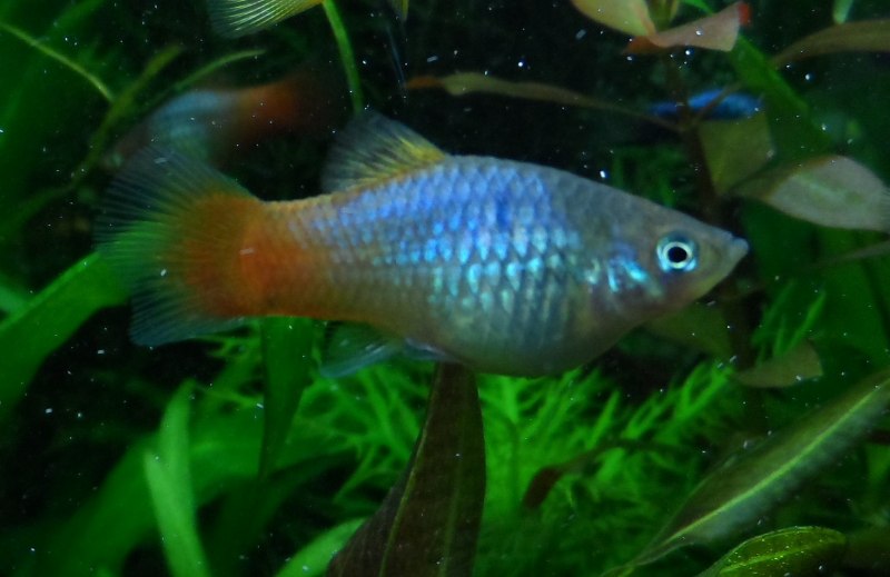 Моллинезия парусная Велифера