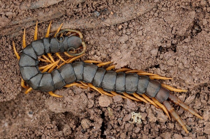 Многоножка Millipede