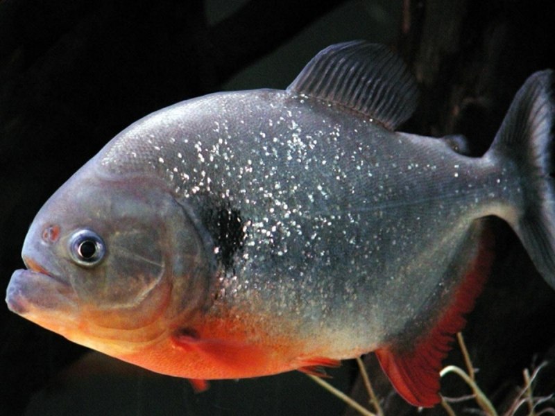 Атлантическая треска (gadus morhua)