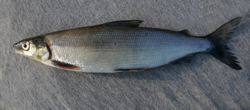 Thunnus obesus
