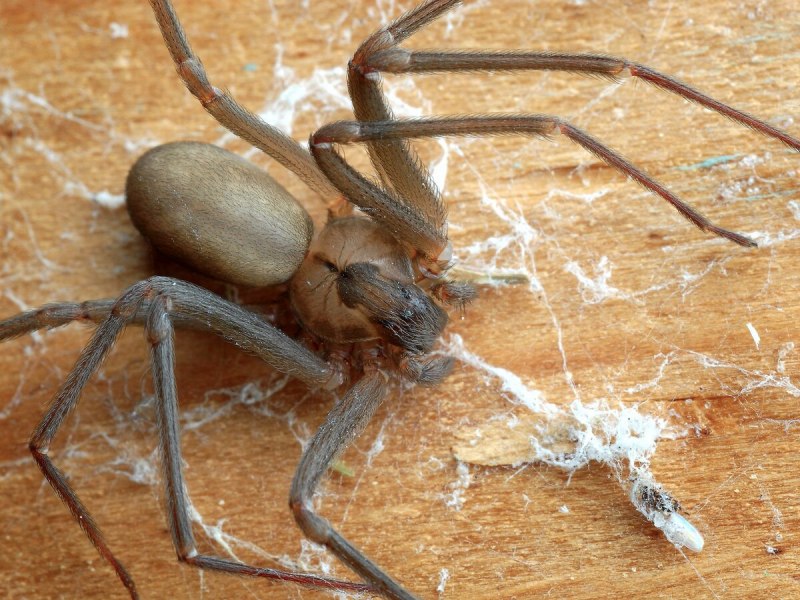 Коричневый паук отшельник
