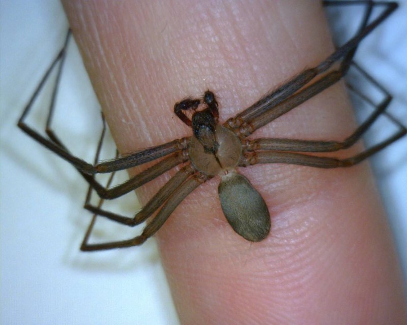 Укус коричневого паука отшельника