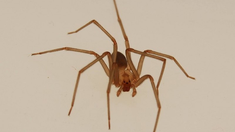 Браун Реклюс паук