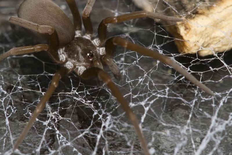 Loxosceles reclusa – паук отшельник