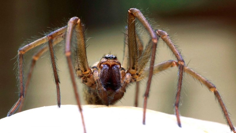 Brown Recluse Spider паук