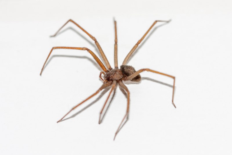 Коричневый паук отшельник