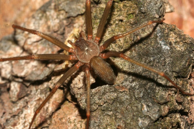 Паучок Loxosceles rufescens