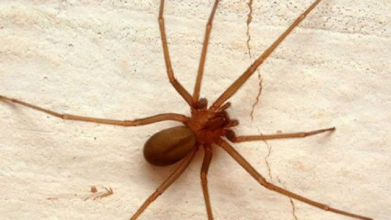 Коричневый паук отшельник яд
