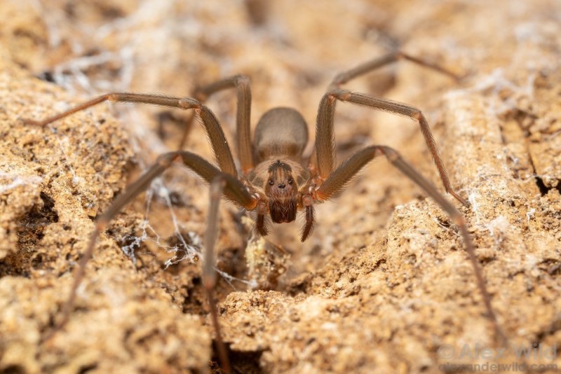 Бурый паук отшельник