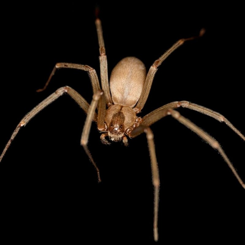 Brown Recluse Spider паук