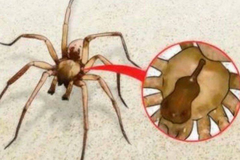 Brown Recluse Spider паук