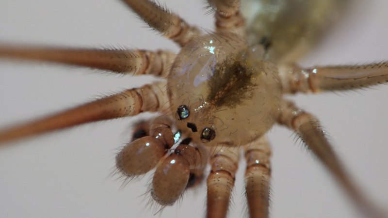 Чилийский паук отшельник