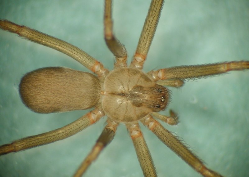 Brown Recluse Spider паук