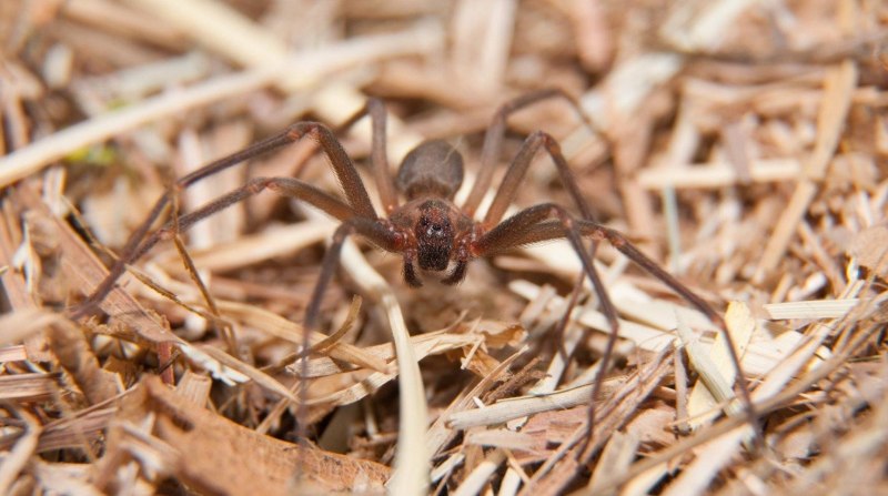 Паук Loxosceles reclusa