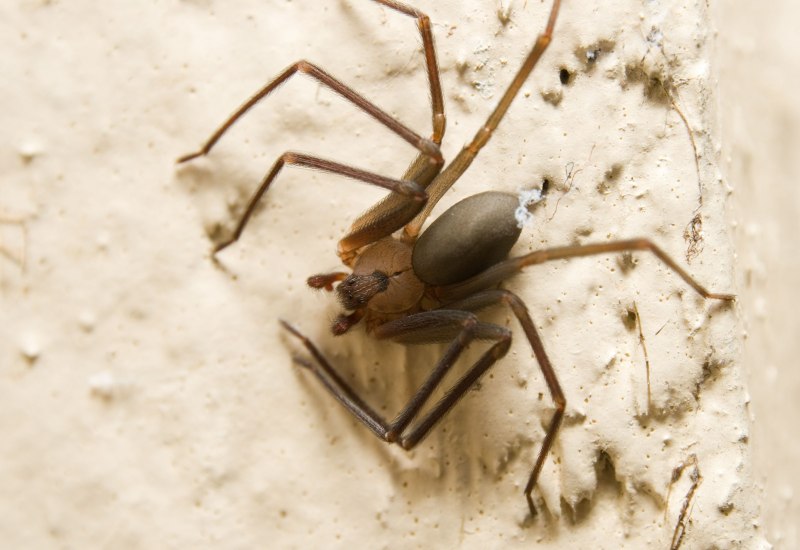 Brown Recluse Spider паук