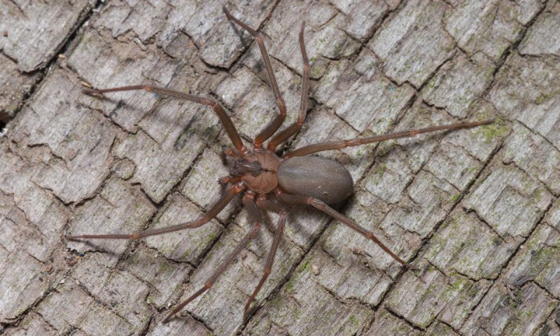 Brown Recluse Spider паук
