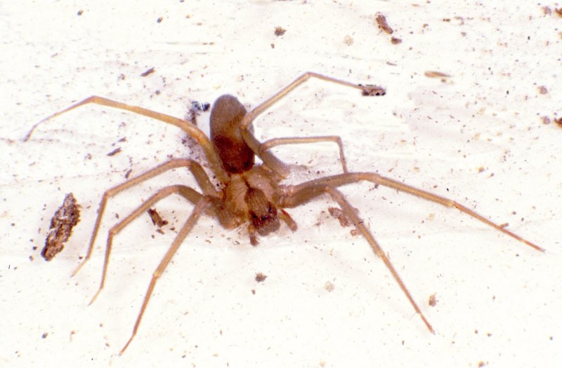 Желто-коричневый паук