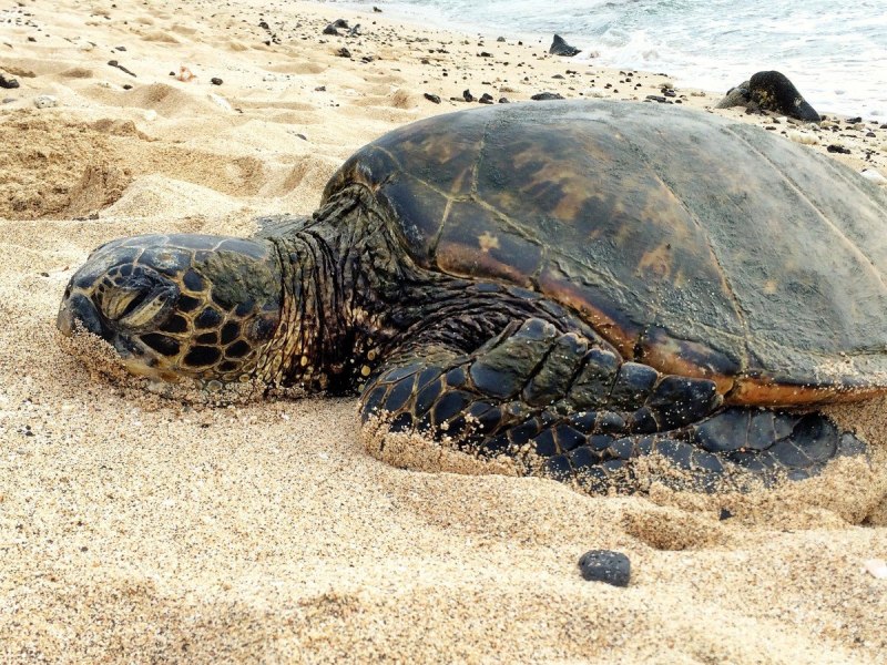 Кубинская морская черепаха