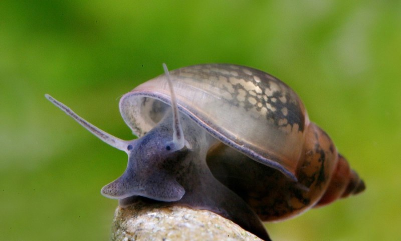 Физа пузырчатая Physa fontinalis