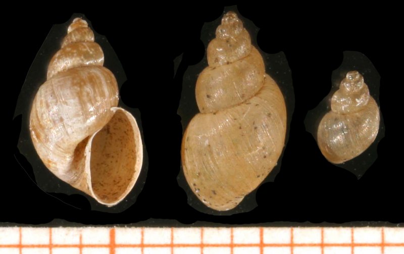Малый прудовик Lymnaea truncatula