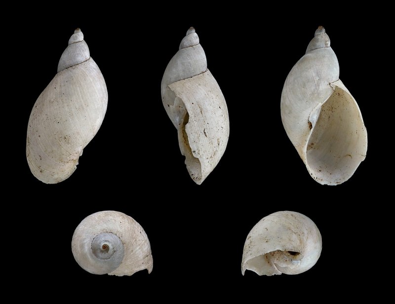 Lymnaea glutinosa