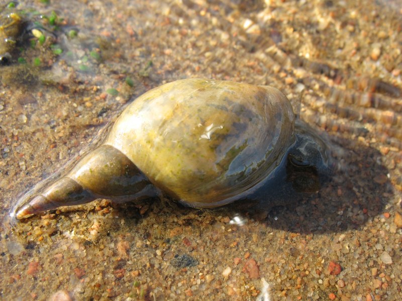 Водяная улитка прудовик