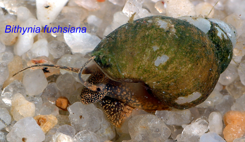 Helenopolis Bithynia