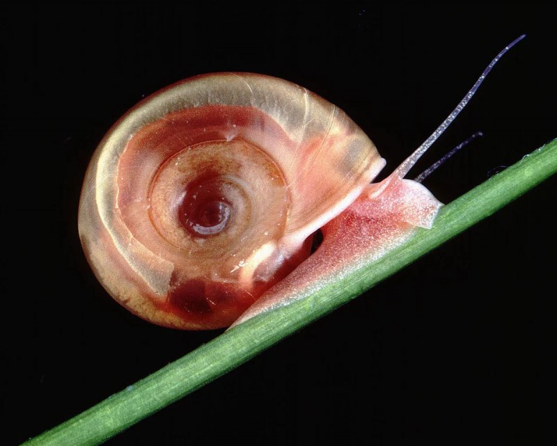 Ramshorn Snail улитка катушка