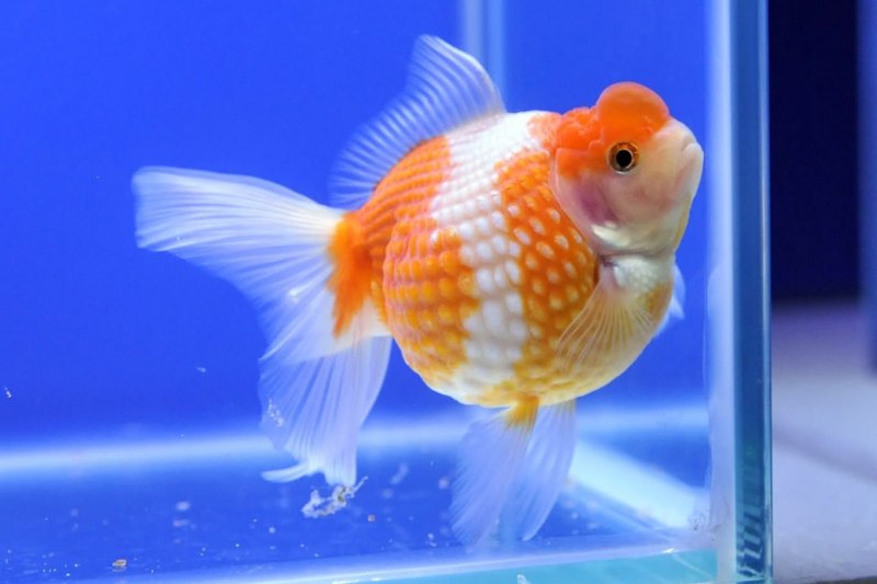 Chaetodon xanthocephalus