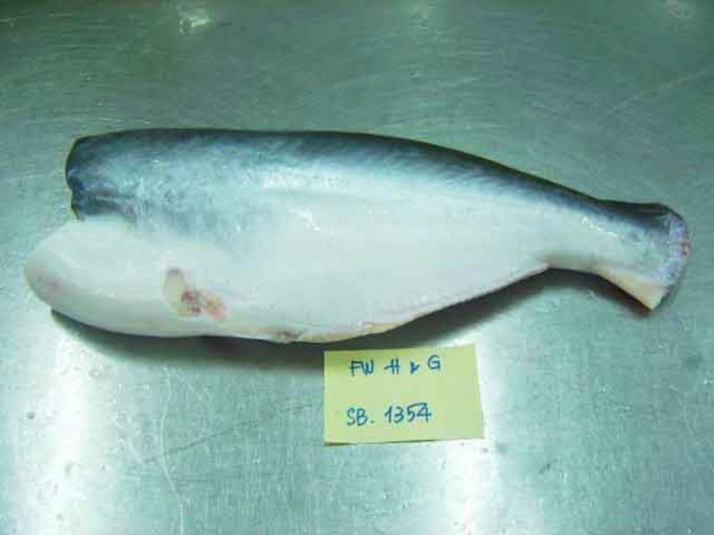 Pangasianodon hypophthalmus