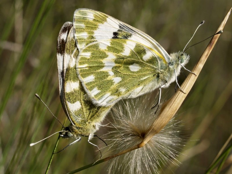 Белянка рапсовая (Pontia daplidice)