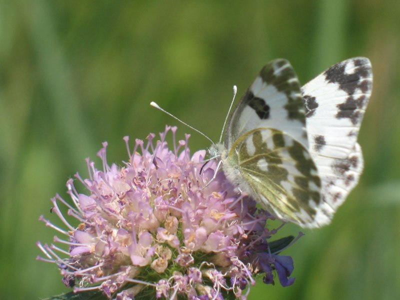 Pontia edusa